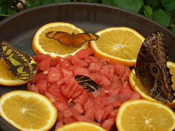 Close-up of butterfly eating fruits in southern spain. 