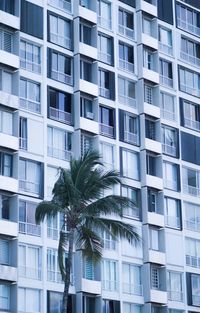 Puerto rico hotel palm trees 