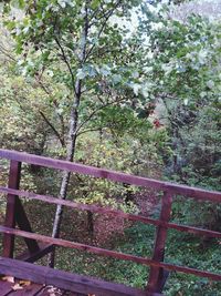 Flowers growing on tree