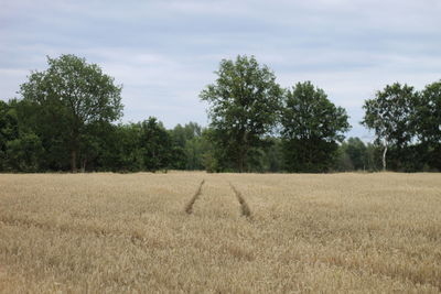 Scenic view of field against sky