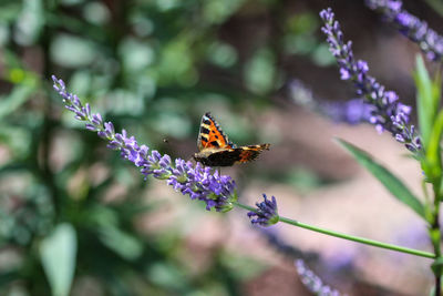 Close-up of butterfly pollinating on flower