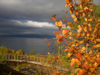 Plants by sea against sky during autumn