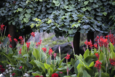 Close-up of red flowering plants