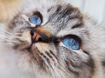 Close-up portrait of kitten