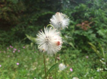 Close up of dandelion