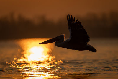 Close-up of bird flying over sea