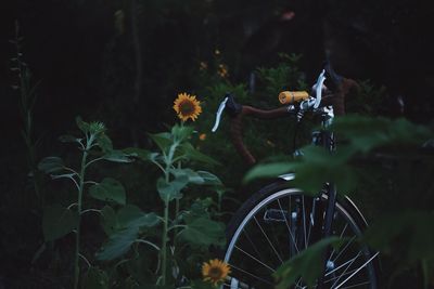 Bicycle parked by sunflower plant 