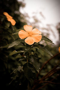 Close-up of flowering plant