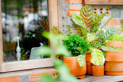 Potted plants on wood