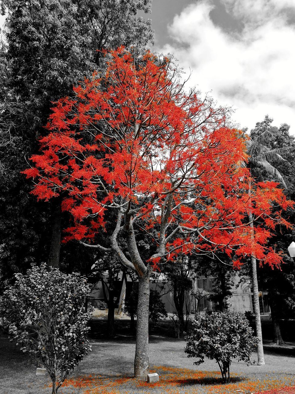 TREES IN PARK AGAINST SKY DURING AUTUMN