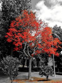 Trees in park during autumn