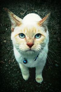 Close-up portrait of cat