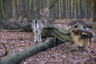 Dead tree in forest
