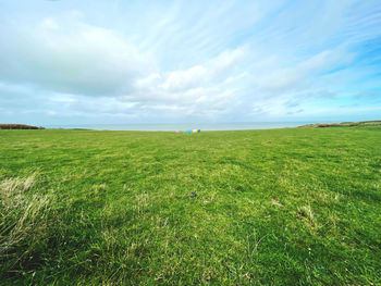 grassland