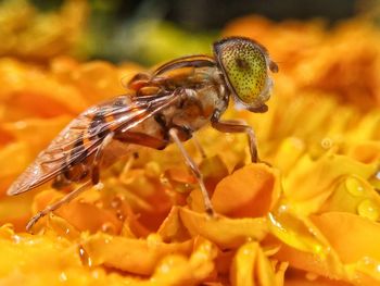 Close-up of insect on flower