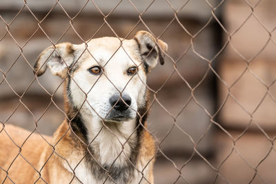 Portrait of dog seen through chainlink fence