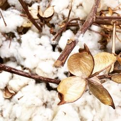 Close-up of twigs