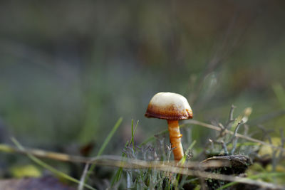 Small autumn mushroom on blurred background, close-up photo of mushroom