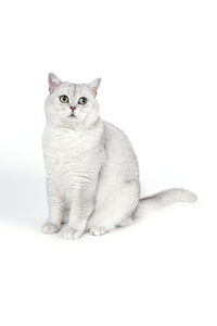 Portrait of cat sitting on white background