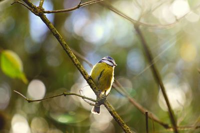 Close-up of bird perching on tree