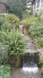 Plants growing on canal by building