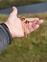 Close-up of hand holding small leaf