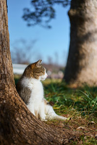 Cat sitting under a tree looking away