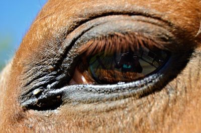 Close-up of animal eye