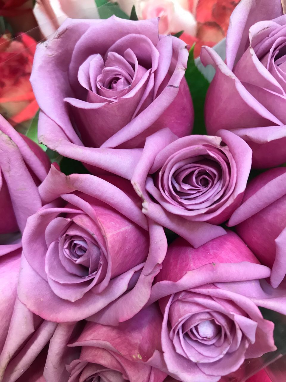 CLOSE-UP OF ROSE BOUQUET