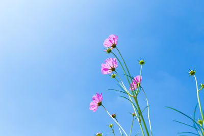 Low angle view of pink flowering plant against clear blue sky