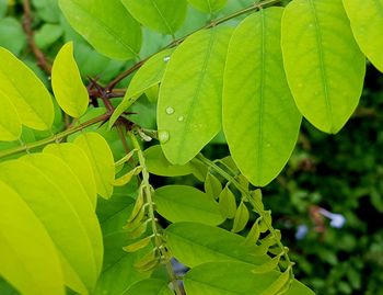 Close-up of insect on leaves