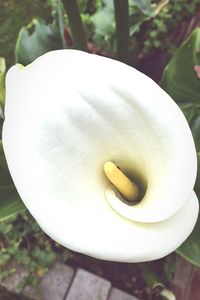 Close-up of white flower