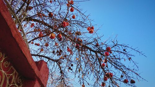 Low angle view of tree against blue sky