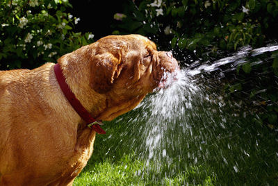 Water splashing on french mastiff in back yard