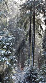 Trees in forest