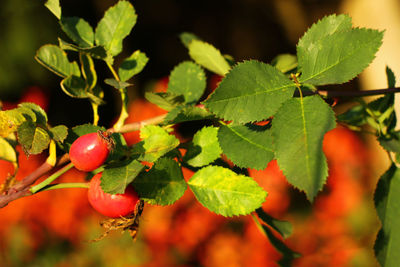 Close-up of berries on plant