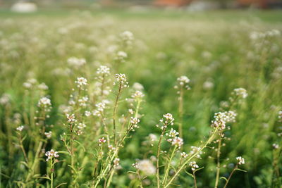 Close-up of flowering plant on field