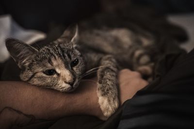 Midsection of woman with kitten at home