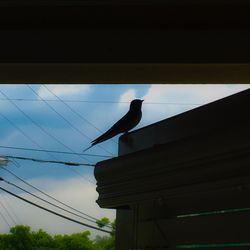 Low angle view of bird perching on cable