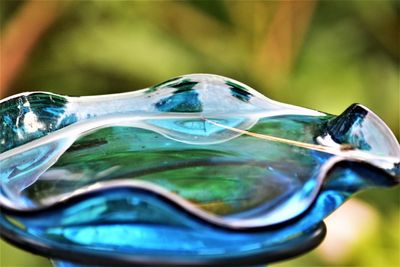 Close-up of turtle in water