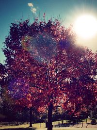 Low angle view of trees against bright sun