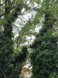 Low angle view of trees in forest