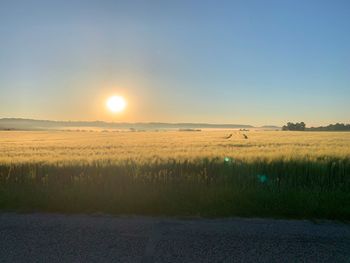 Scenic view of field against clear sky during sunset