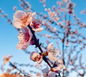 Low angle view of cherry blossoms against sky