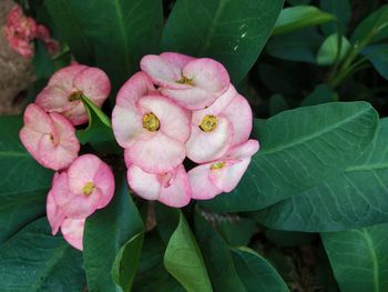 Close-up of pink flowering plant