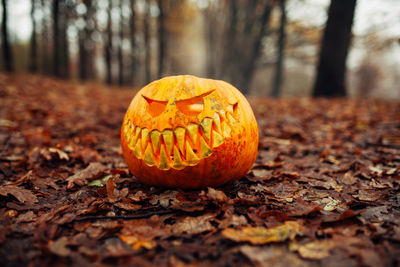 Close-up of pumpkins on autumn leaves