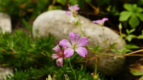 Close-up of pink flowering plants on field