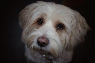 Close-up portrait of dog against black background