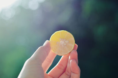 Close-up of hand holding lemons 