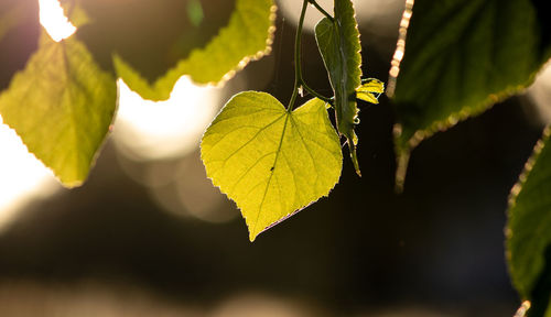Close-up of autumnal leaves